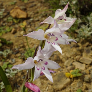 Gladiolus carneus